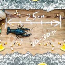 Раки живые &quot;Мелкий&quot;