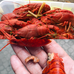 Раки вареные &quot;Средний&quot;