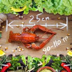 Раки вареные &quot;Крупный&quot;