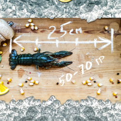 Раки живые &quot;Средний&quot;