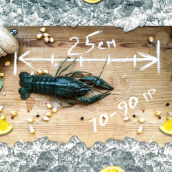 Раки живые &quot;Средне-крупный&quot;