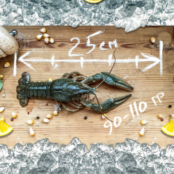 Раки живые &quot;Крупный&quot;